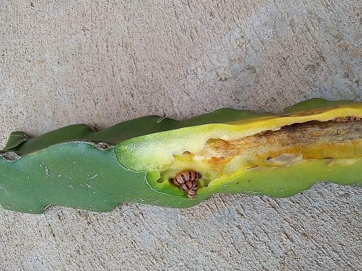 Extensionistas da Agraer orientam produtores sobre praga na lavoura de Pitaya em MS