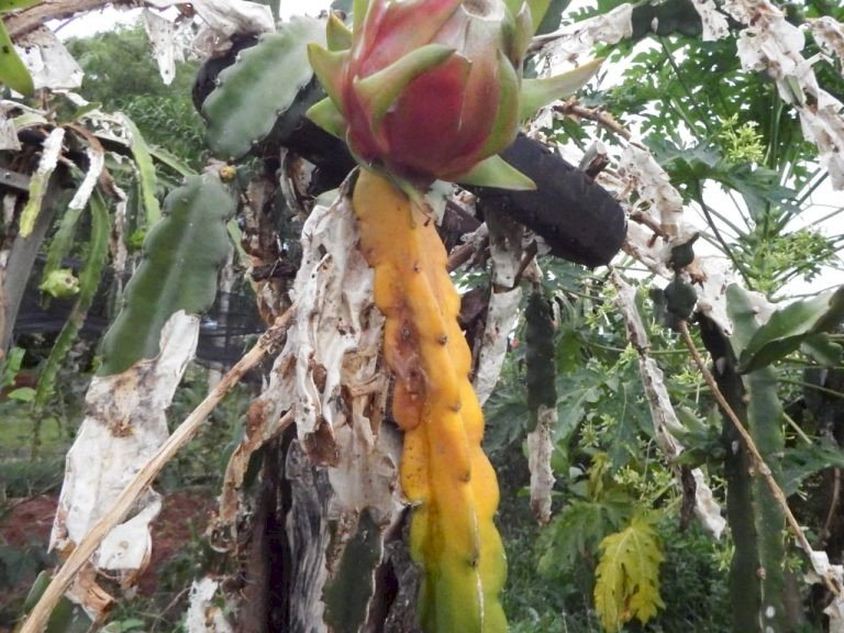 Extensionistas da Agraer orientam produtores sobre praga na lavoura de Pitaya em MS