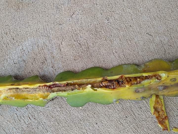 Extensionistas da Agraer orientam produtores sobre praga na lavoura de Pitaya em MS