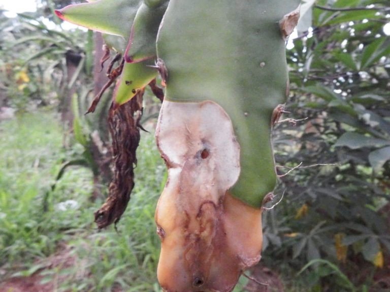Extensionistas da Agraer orientam produtores sobre praga na lavoura de Pitaya em MS