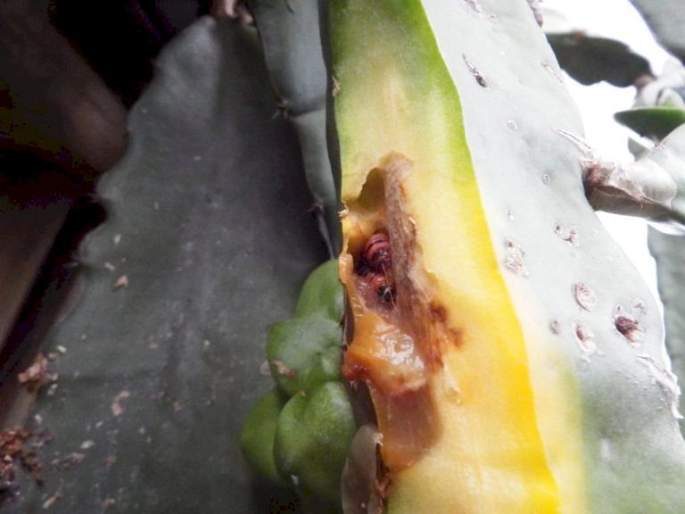 Extensionistas da Agraer orientam produtores sobre praga na lavoura de Pitaya em MS