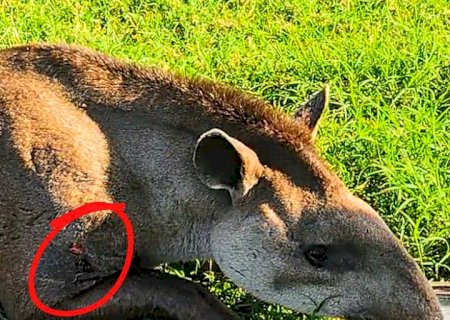 Ivinhema - PMA de usa trator com guindaste e resgata anta de 270 kg vítima de caça ferida por tiros.