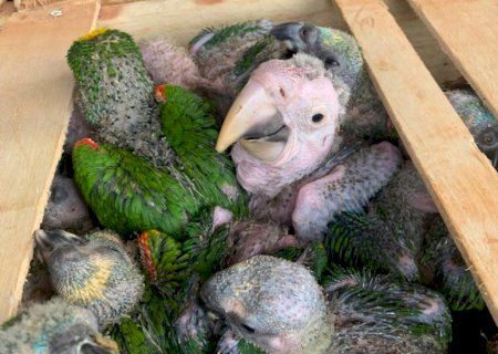 PMA autua dois moradores de Ivinhema em R$ 1.040.000,00 pelo tráfico de animais silvestres.