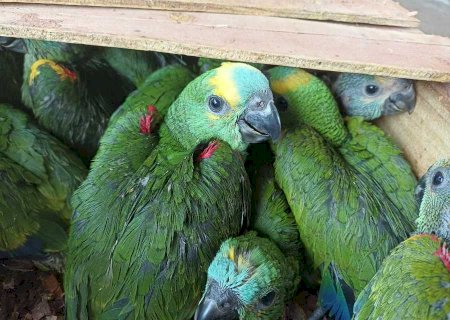 PMR prende dois homens moradores de Ivinhema por tráfico de animais silvestre e corrupção ativa em Nova Andradina.