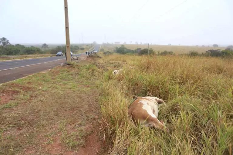 Caminhão com abacaxis parte ao meio após cair em ribanceira e motorista morre