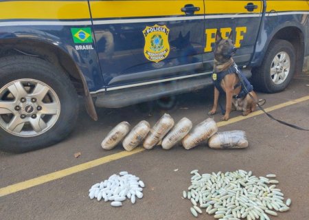 Com auxílio de cães farejadores, PRF apreende cocaína e skunk em ônibus na BR-262