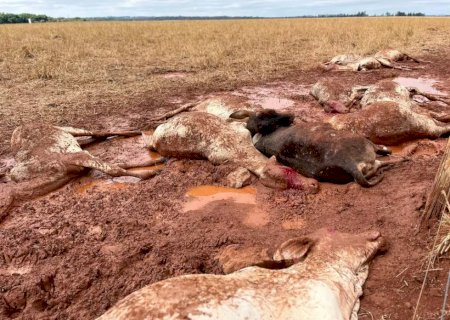 Em dia de 1,7ºC registrado no campo, gado não resiste e amanhece morto