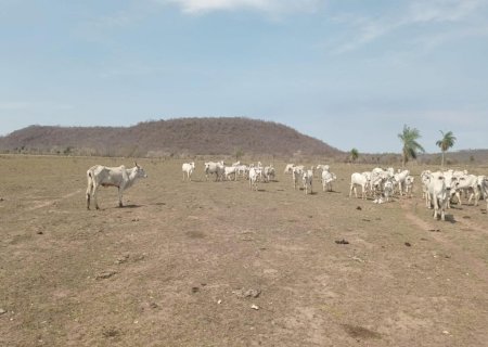 PMA autua proprietária rural por maus-tratos