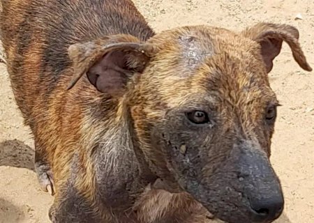Mãe e filha são multadas e presas por maus-tratos contra cães em Bataguassu