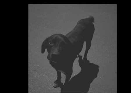 Polícia Civil identifica adolescente que atropelou cachorro