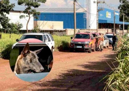 Bombeira Laika encontra corpo de idoso que desapareceu