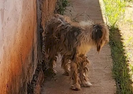 Cachorro em estado cadavérico: tutor é investigado por maus-tratos qualificado