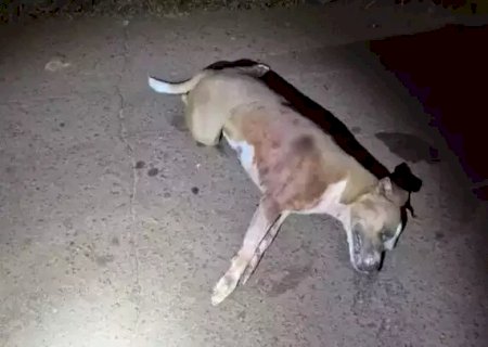 Pitbull é morto a paulada após pular muro e atacar mulher