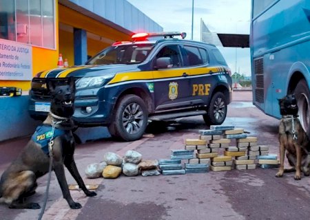 Com cães farejadores PRF apreende 36 Kg de cocaína em ônibus na BR-262