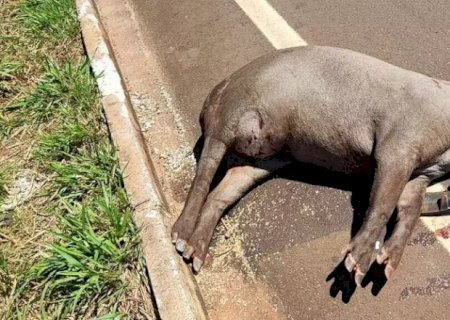 Dois acidentes com antas acabam com morte de animal e via obstruída