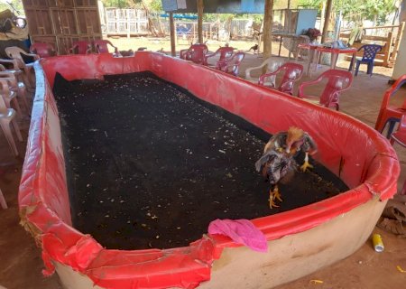 PMA flagra rinha de galos e apreende 44 animais em situação de maus tratos