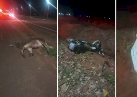 Motociclista de Batayporã morre ao colidir em animal na entrada de Taquarussu