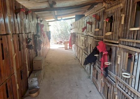 PMA flagra rinha de galos e aplica multa de R$ 58 mil