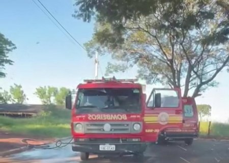 Abelhas matam cachorro após ataque em Fátima do Sul