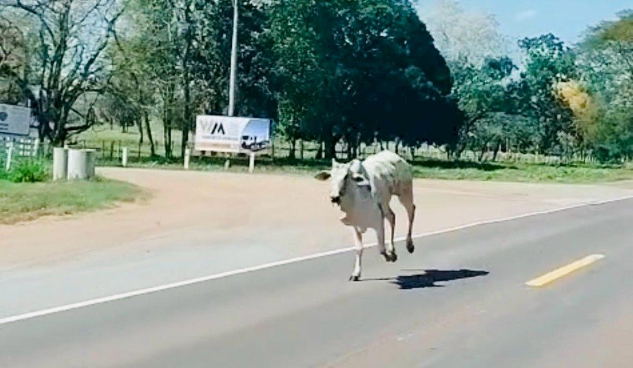 Motorista fica preso às ferragens após caminhão tombar na BR-262