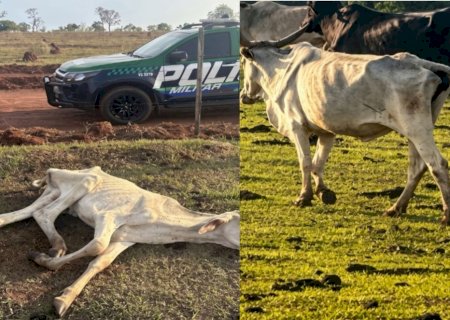 Novilha agonizando e 20 bois magros: MP investiga mais de 200 bovinos em situação crítica em MS