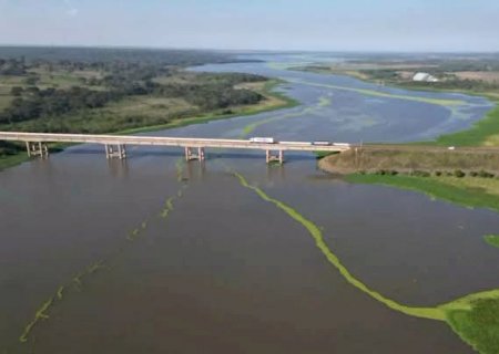 Macrófitas do Rio Pardo chegaram a Bataguassu e formam extensa mancha verde