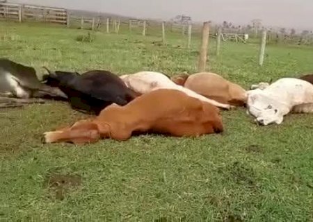 Animais morrem durante temporal na zona rural de Glória de Dourados