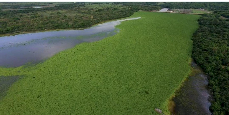 Rio Pardo em alerta: macrófitas avançam e preocupam moradores em Ribas do Rio Pardo
