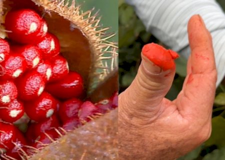 Ivinhema: O fruto incomum que virou alternativa à soja e ao milho no agro de MS