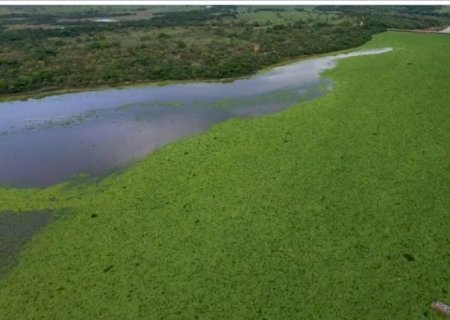 Rio Pardo em alerta: macrófitas avançam e preocupam moradores em Ribas do Rio Pardo